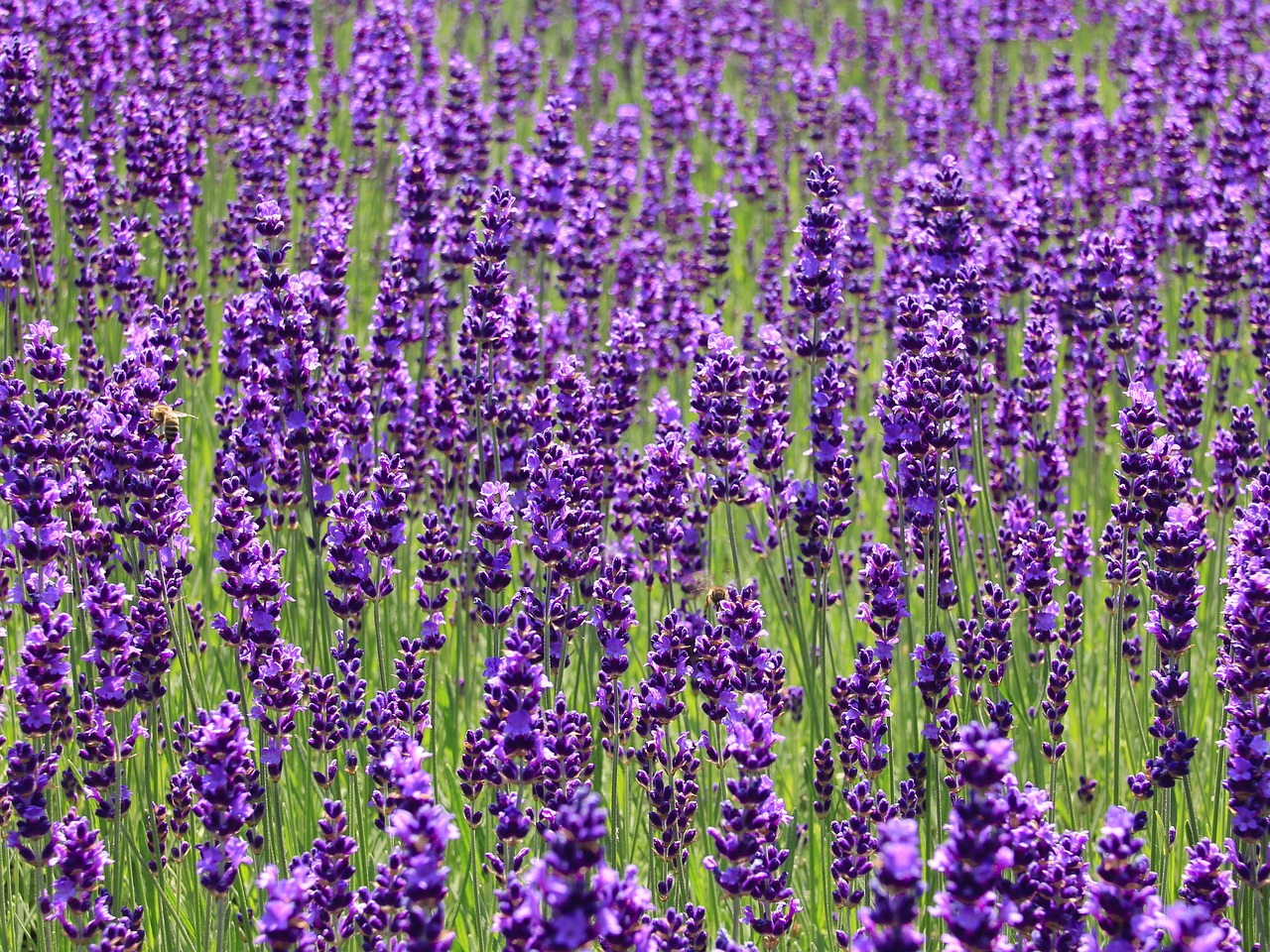 How to Grow Lavender from Cuttings